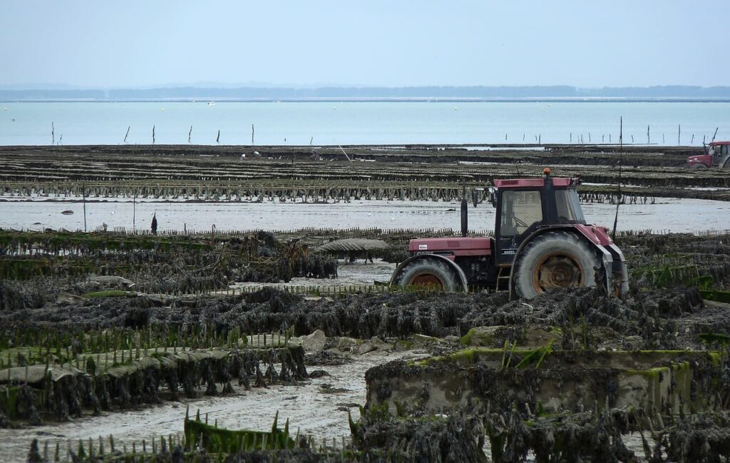 E' piacevole osservare gli allevamenti in fermento nella baia di cancale. Ovviamente questo è possibile quando la marea Si ritira, permettendo ai trattori di scendere sulla sabbia per raccogliere le ostriche.