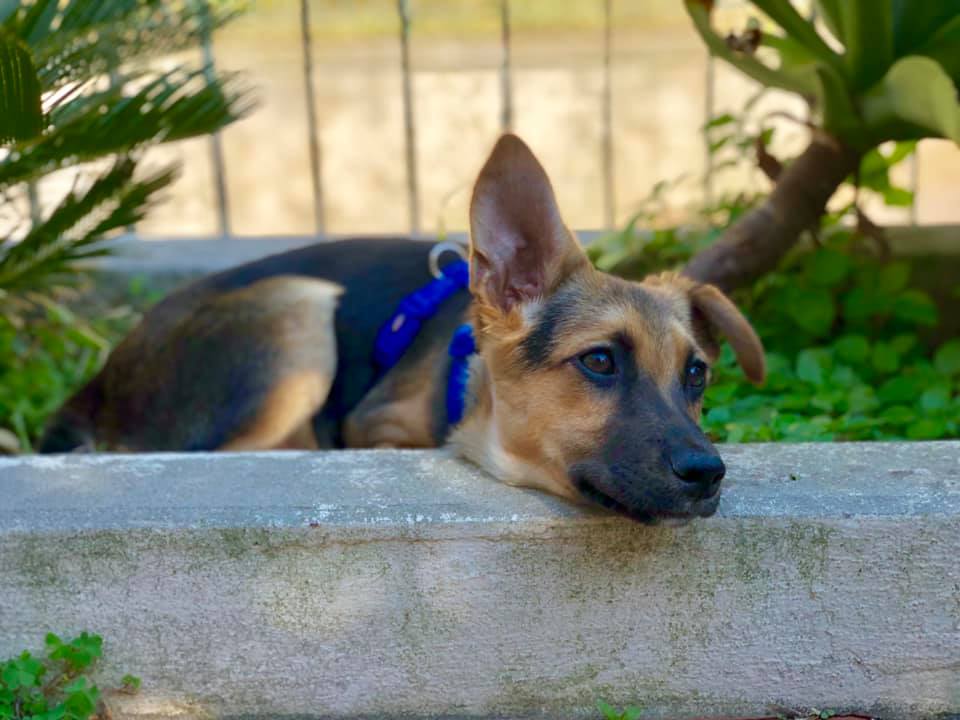 Viaggiare con il cane, organizzare un viaggio con il cane, trevaligie