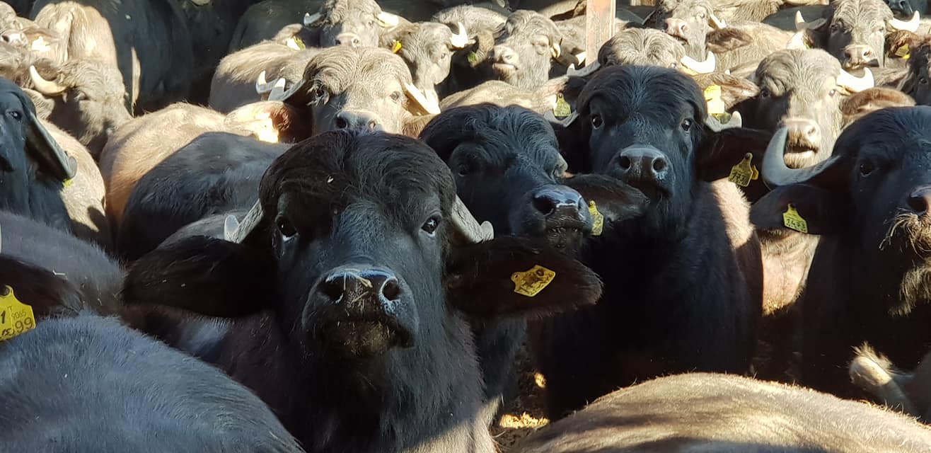 mozzarella di bufala campana, torre lupara. trevaligie