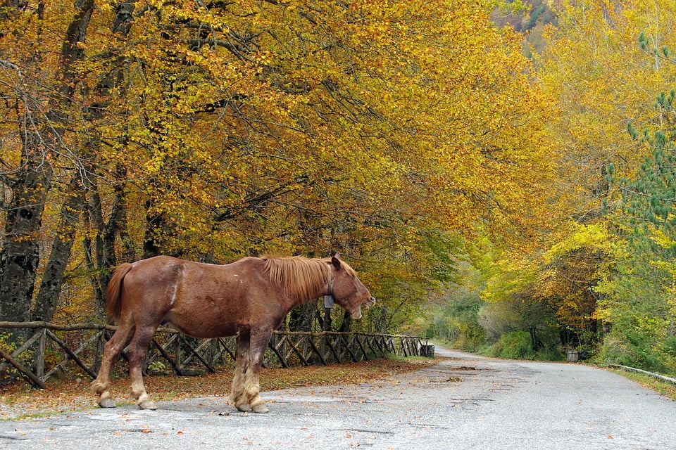 Parco nazionale d'Abruzzo, viaggio con i bambini, camosciara, trevaligie