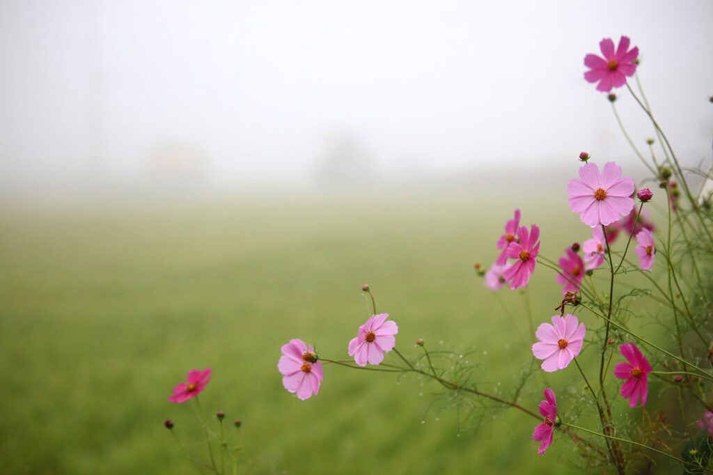 Whamisa, cosmesi coreana, bellezza in viaggio, trevaligie
