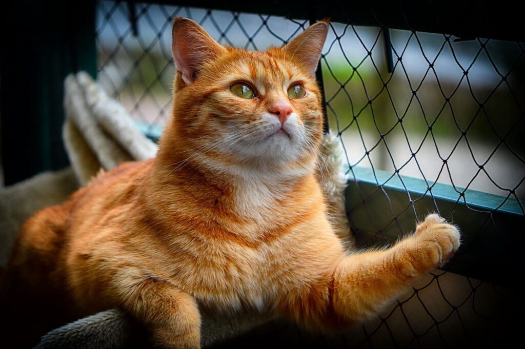 A chi lasciare il gatto quando Si va in vacanza