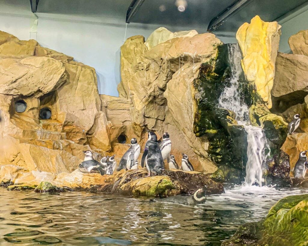 Cosa vedere e cosa fare all'Acquario di Genova con i bambini