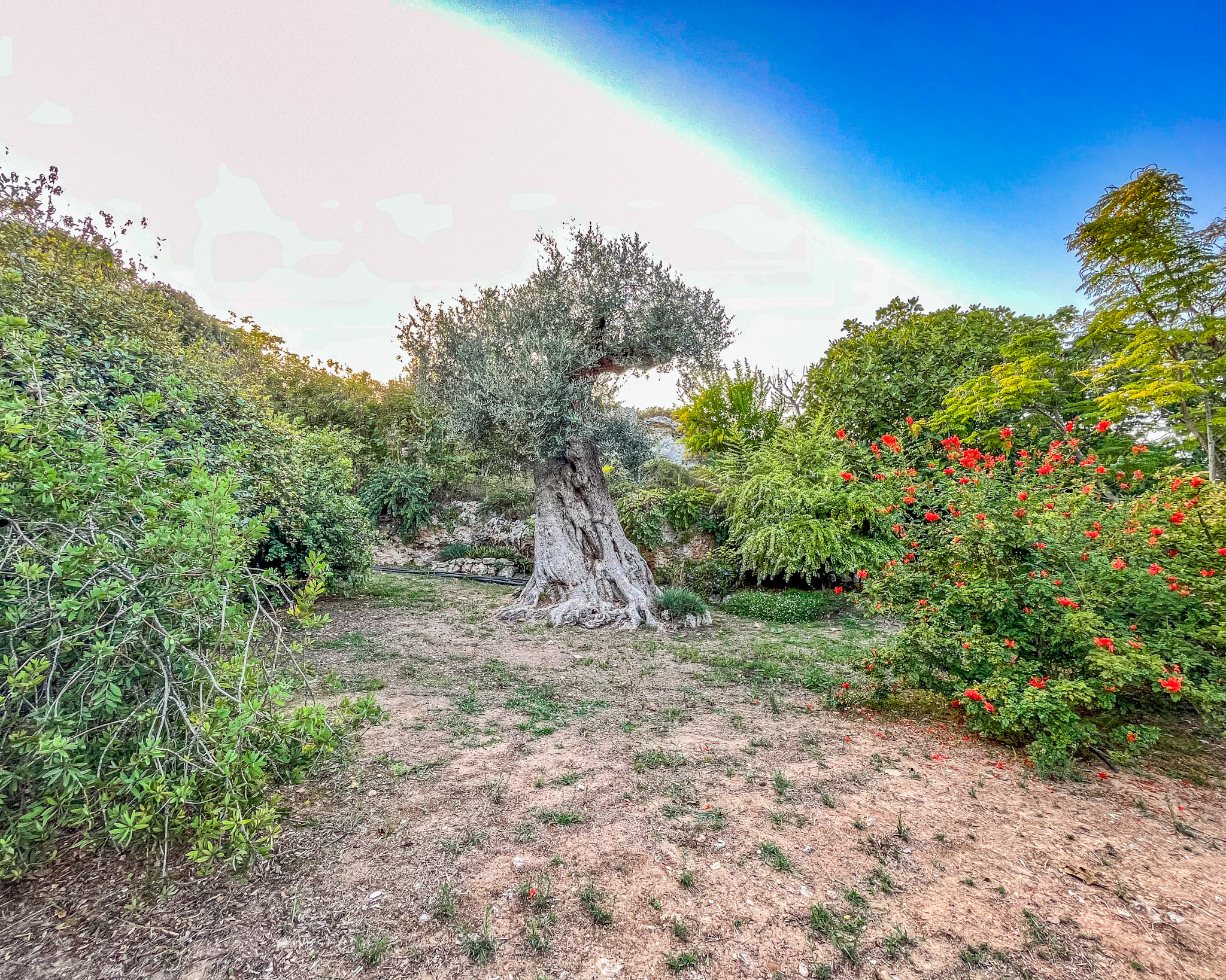 Il Parco Lama degli Ulivi a Monopoli: un'esperienza tra natura e storia