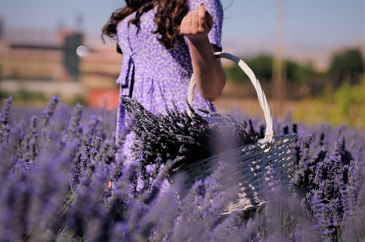 Dove vedere la lavanda in fiore in Italia